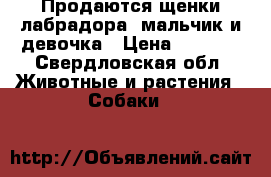 Продаются щенки лабрадора, мальчик и девочка › Цена ­ 5 000 - Свердловская обл. Животные и растения » Собаки   